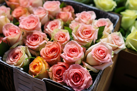 粉色的玫瑰花花盒图片