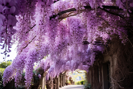 春日庭园的紫藤花廊图片