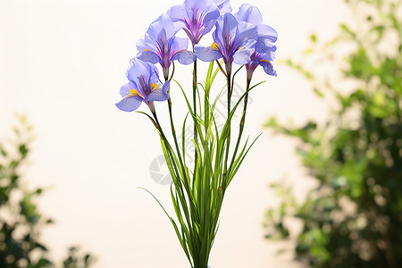 紫色花朵的美景图片