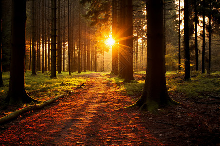阳光穿过树林中的小路图片