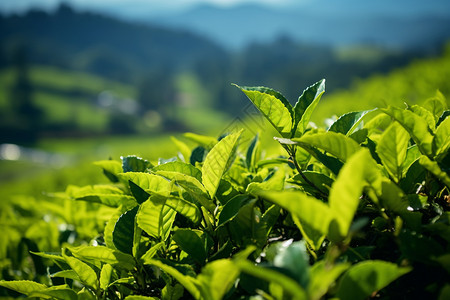 茶叶种植园摄影佰绿茶山庄背景