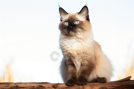美丽的暹罗猫图片