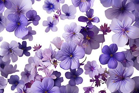 紫花的背景素材图片