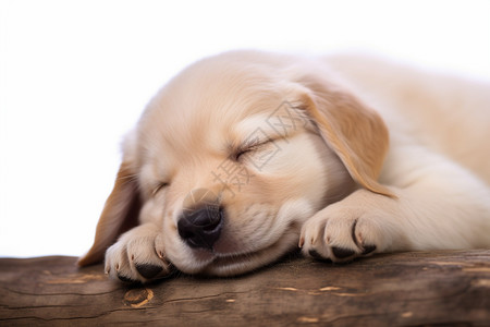 睡着的狗睡着的小金毛背景