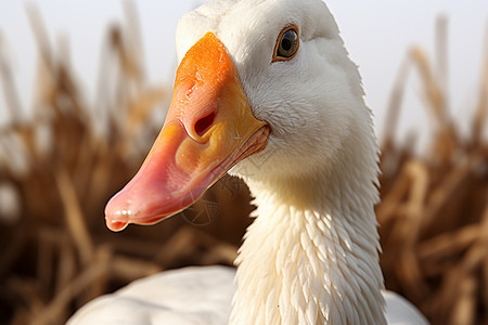 白毛鸭子背景图片