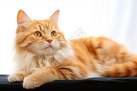 可爱的猫咪坐着的猫高清图片