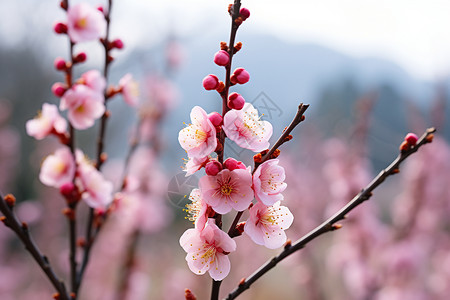 粉色花树争艳高清图片
