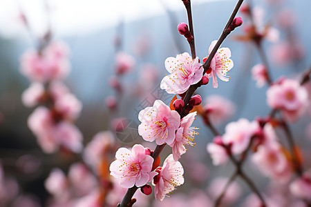 春日里的梅花图片