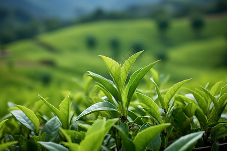 嫩绿的茶叶图片