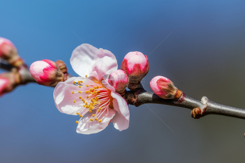 粉色桃花图片