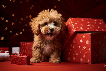 小狗站在礼物盒边背景图片