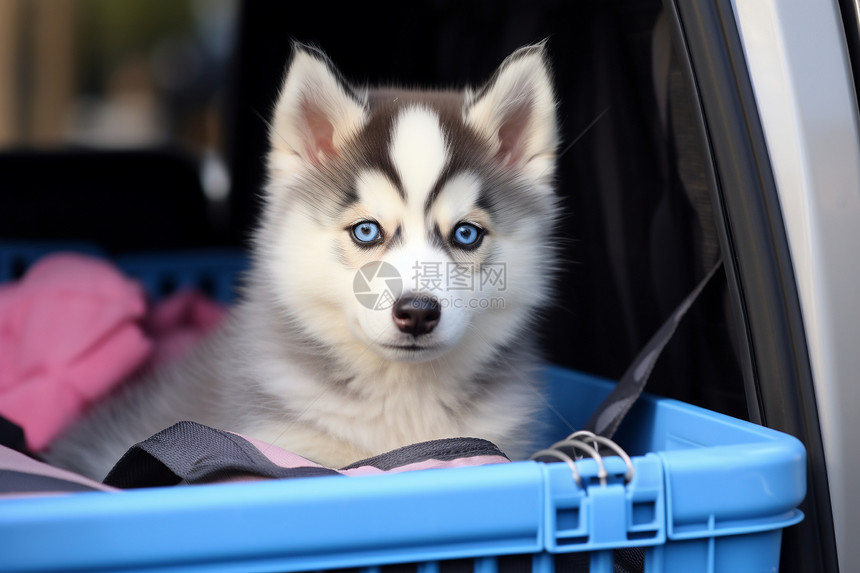 车后座上的宠物狗图片