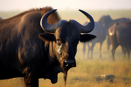 非洲平原的野生水牛图片