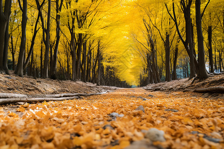秋叶落地的森林景观图片