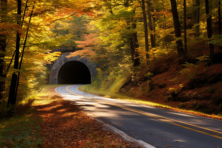 秋季森林中的隧道背景图片