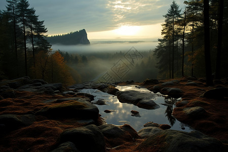 日出迷雾森林的自然景观图片