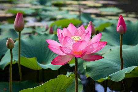 春季池塘中娇艳欲滴的莲花背景图片