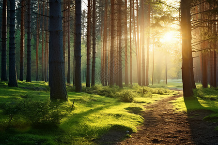 阳光照耀的林中小路图片