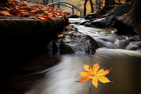 满是落叶的秋季森林景观图片