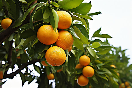 阳光下的柑橘园图片