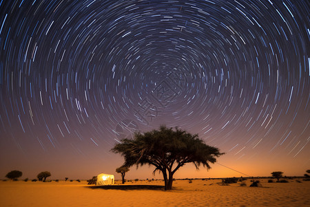 星空下的树星空下的孤独树背景