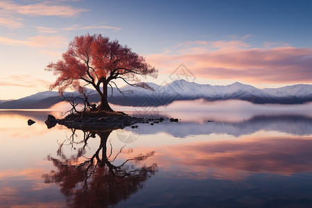 寂静湖面上一棵树在寂静的湖面上背景