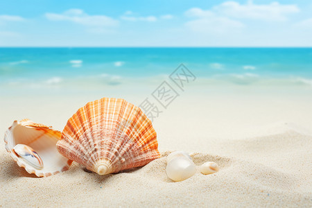 海滩上一枚贝壳和海螺背景图片