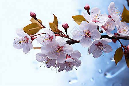 雨天枝头的樱花图片