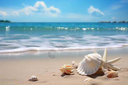 可爱贝壳海滩上可爱的贝壳背景