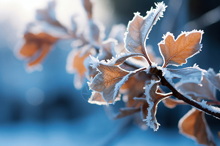 户外结冰的树叶图片