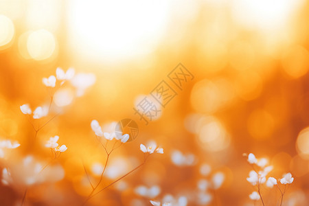 晨光里的花朵背景图片
