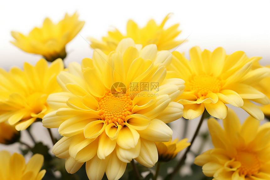 阳光下绽放的黄菊花图片