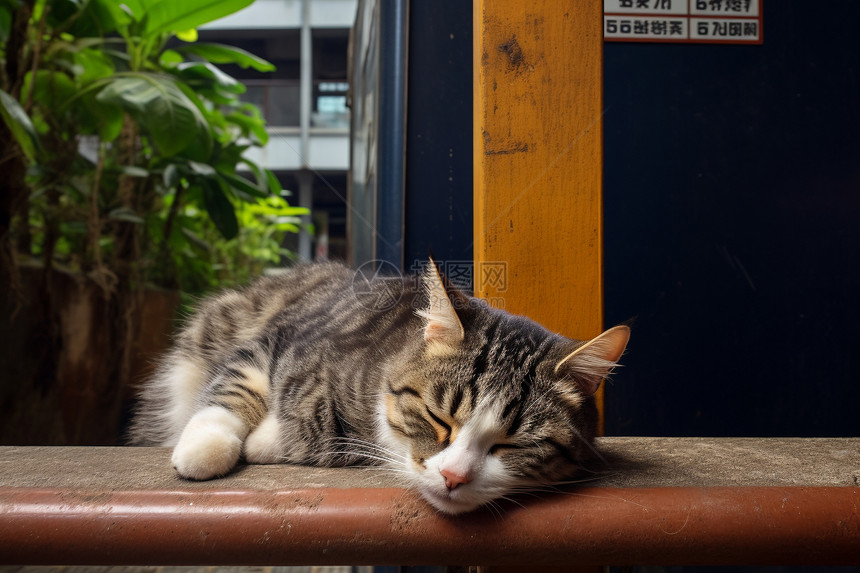 室外木椅上安睡的小猫图片