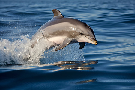 海豚飞跃海面上跳跃的海豚背景