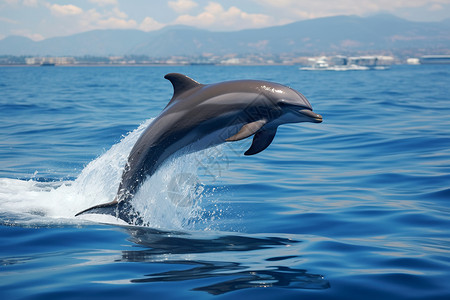 海面上飞跃的海豚图片