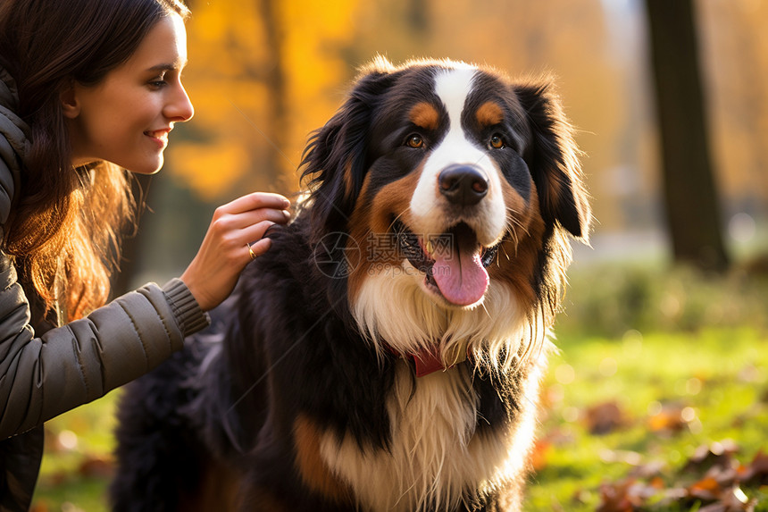 女人抚摸着山地犬图片