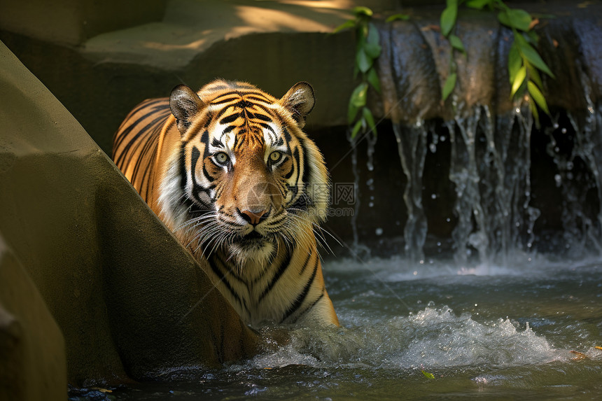 野生的孟加拉虎图片