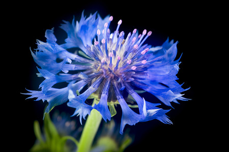 蓝色之美的矢车菊花朵图片