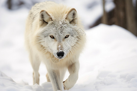 雪地中穿行的孤狼图片