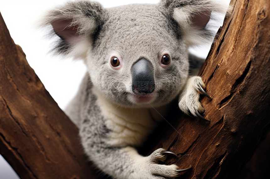 澳大利亚的树袋熊图片