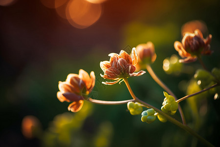 粉色的花朵背景图片