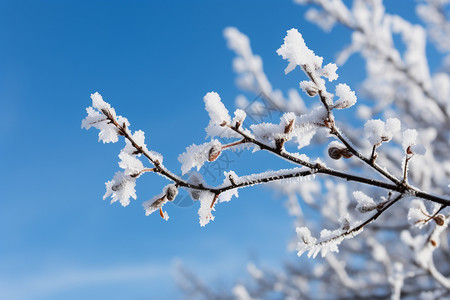 霜降二十四节气树枝上的雪背景