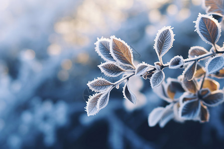 冬天树枝积雪积雪在树叶上背景