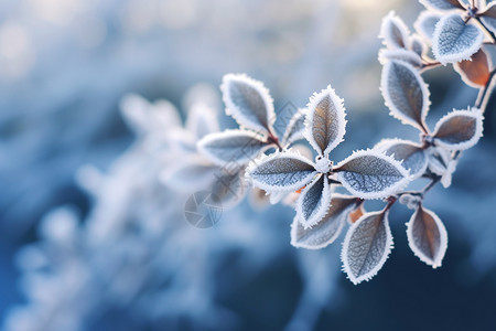 冬天的树枝树叶上的积雪背景