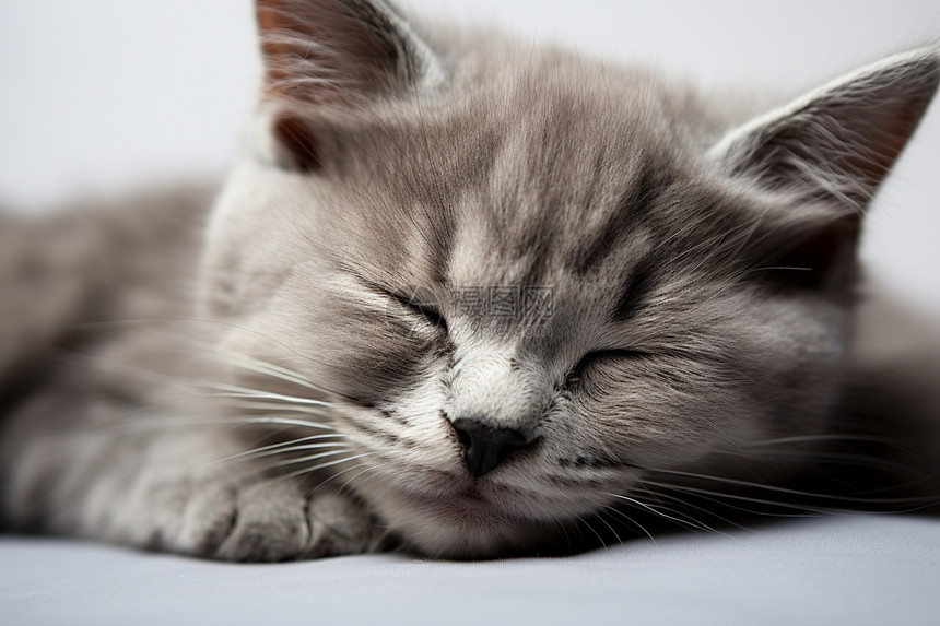 睡觉的小猫咪图片