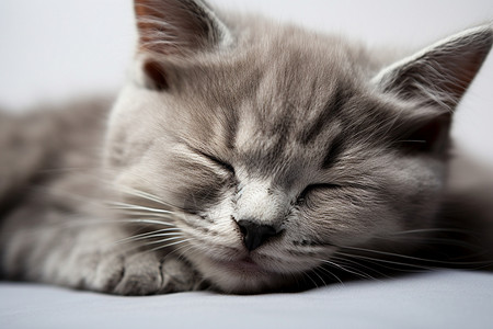 睡觉的小猫咪背景图片