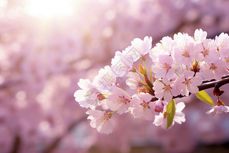 阳光里的樱花高清图片