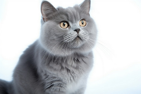 可爱灰猫灰猫凝视着镜头背景
