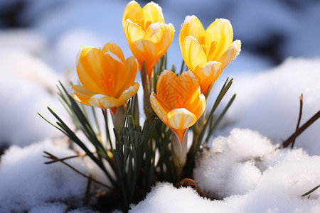冰雪中绽放的鲜花图片
