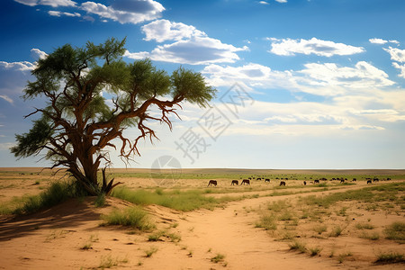 荒漠中的孤树图片